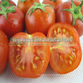 Invernaderos agrícolas para tomate tomate rojo sol